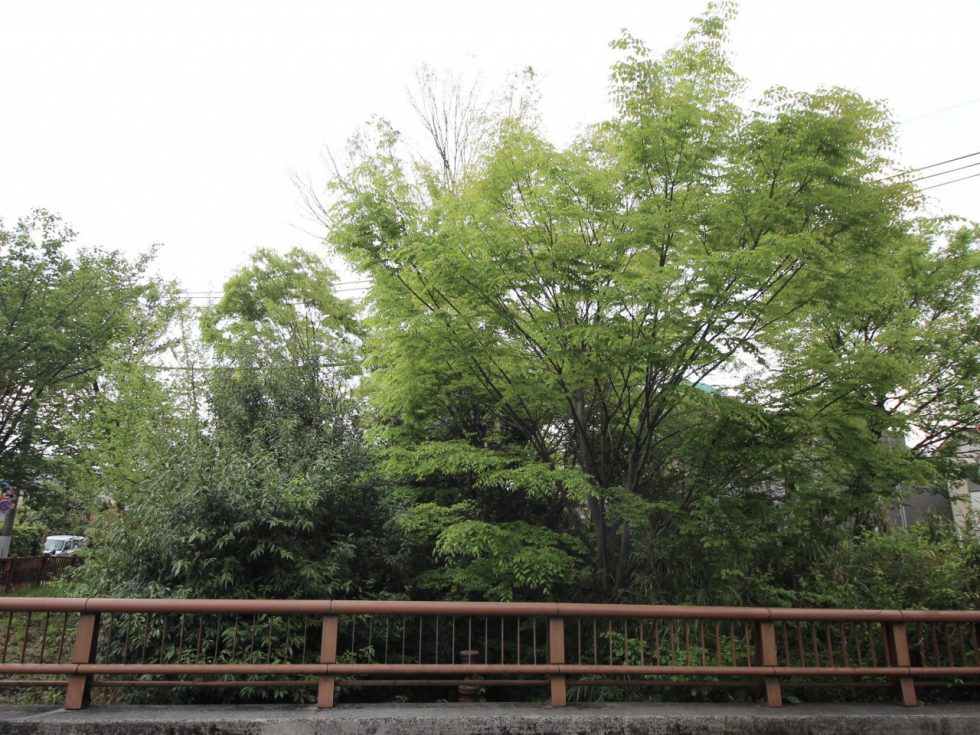 家の向かいには玉川上水緑道が。新緑の季節が待ち遠しくなります。