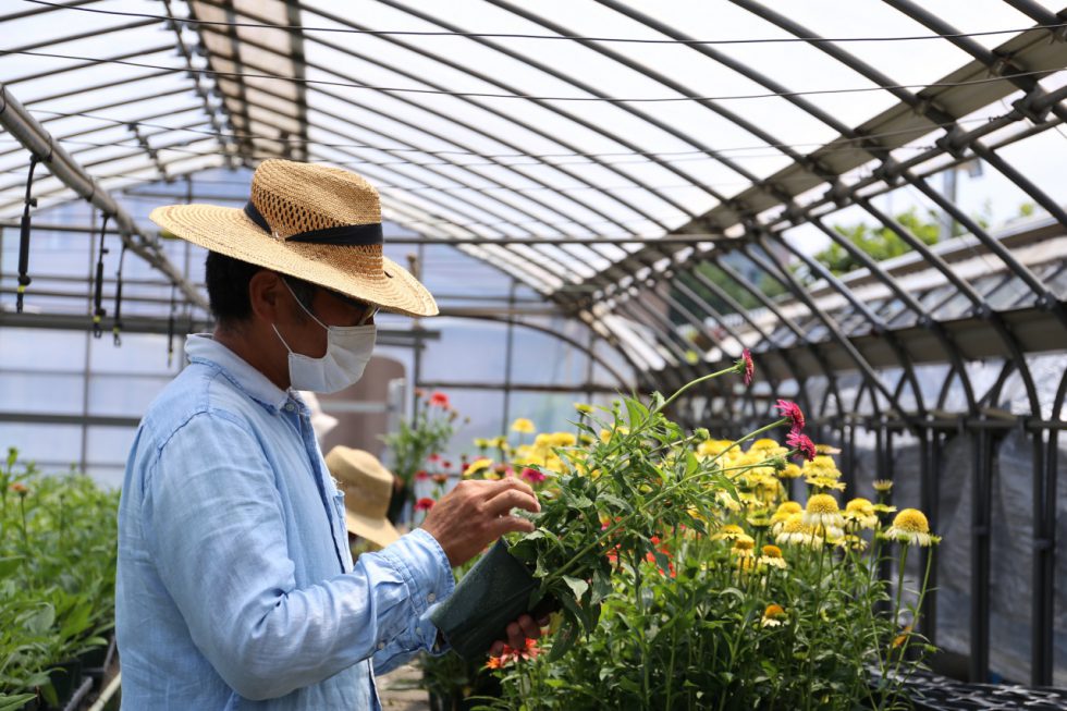 夏の花が出荷の時期を迎えていた。秋田さんと共に栽培やタネニハの運営を担うのは約10名のスタッフ。