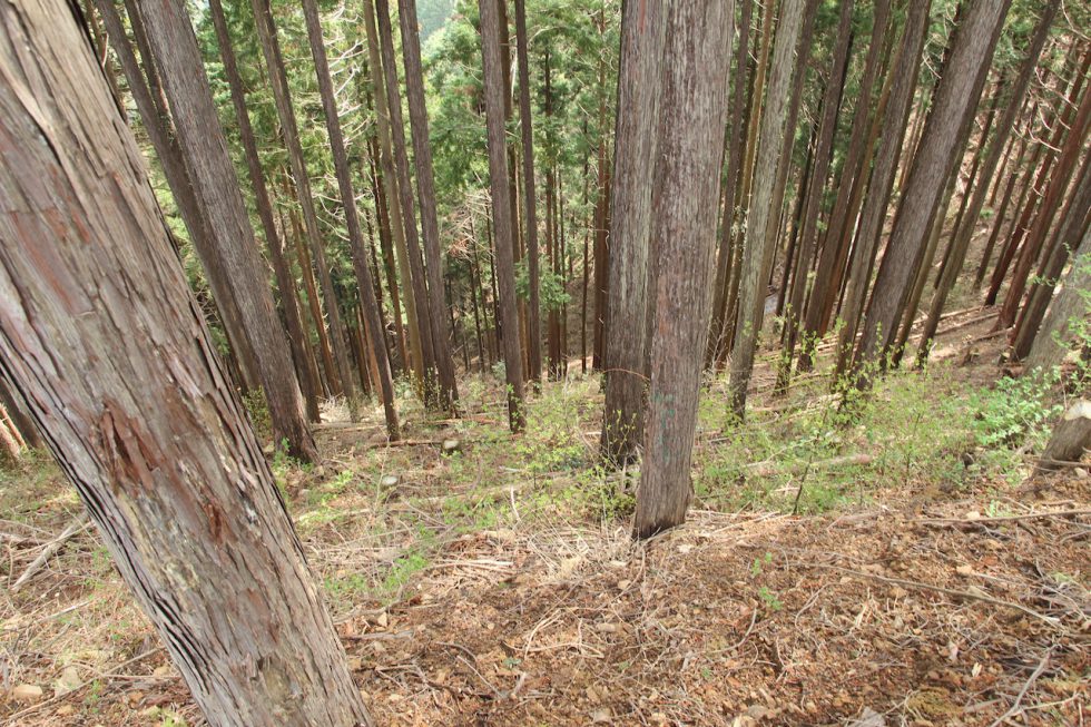 約60年前に植えられた杉や檜。人が定期的に手入れをすることで、 一本一本の木がしっかり育ち、美しい森になっていく。