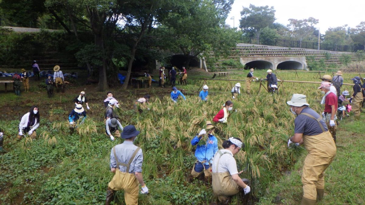 早稲田大学の緑地で市民と学生の協働ボランティアで行われている稲作。こうしたボランティアは学生主体で行われ、学生の成長にもつながっているそう