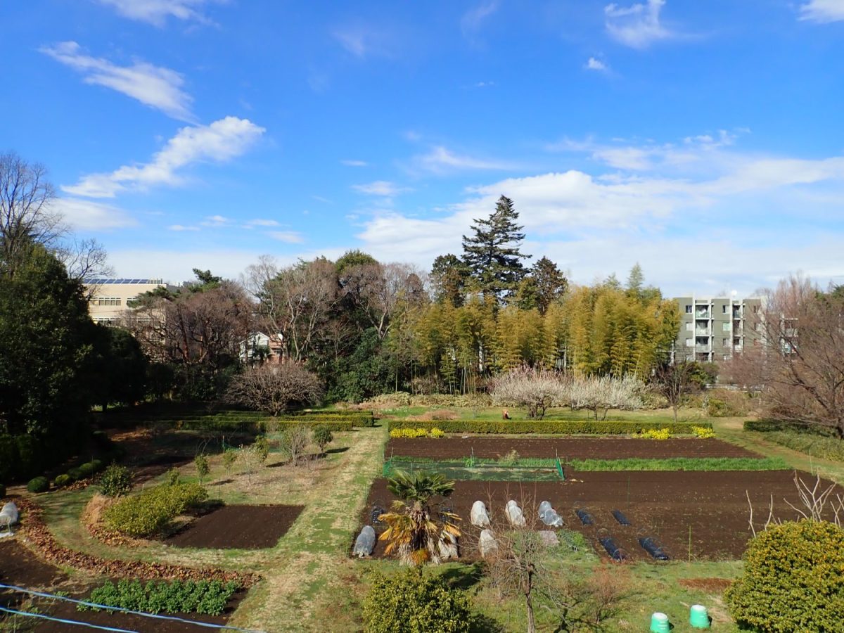 東京学芸大学の小金井キャンパスにある教材植物園。武蔵野大地の里山の景観をコンセプトに、雑木林や常緑樹林、竹林、果樹園、広場、田んぼや畑、温室などが整備され、自然体験の場や地域文化の継承を目的に、環境教育の授業やイベントなどで活用されている