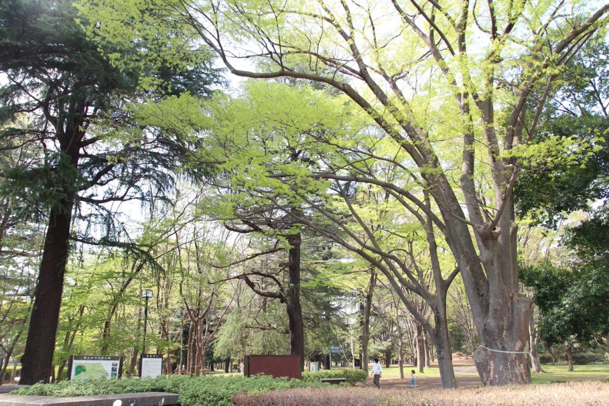 府中の森公園にある「武蔵野の森」。春は青々とした木々が生い茂る