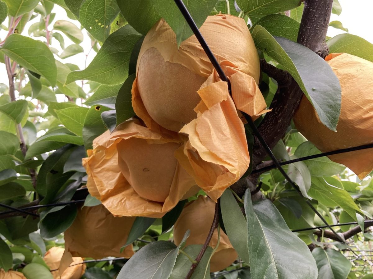 稲城市では、稲城や新高（にいたか）など約20種類の梨を栽培している