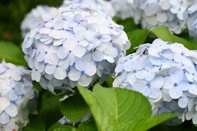編集部のおすすめイベント「6月」