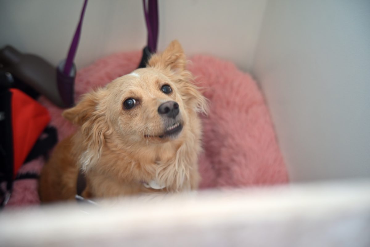 2人の愛犬、フィービーが店番に来る日はSNSで事前告知。カウンターの内側で大人しく仕事を見守っている