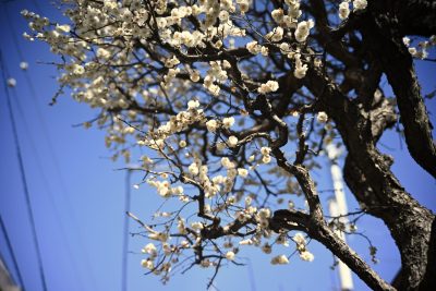 編集部のおすすめイベント「2月」