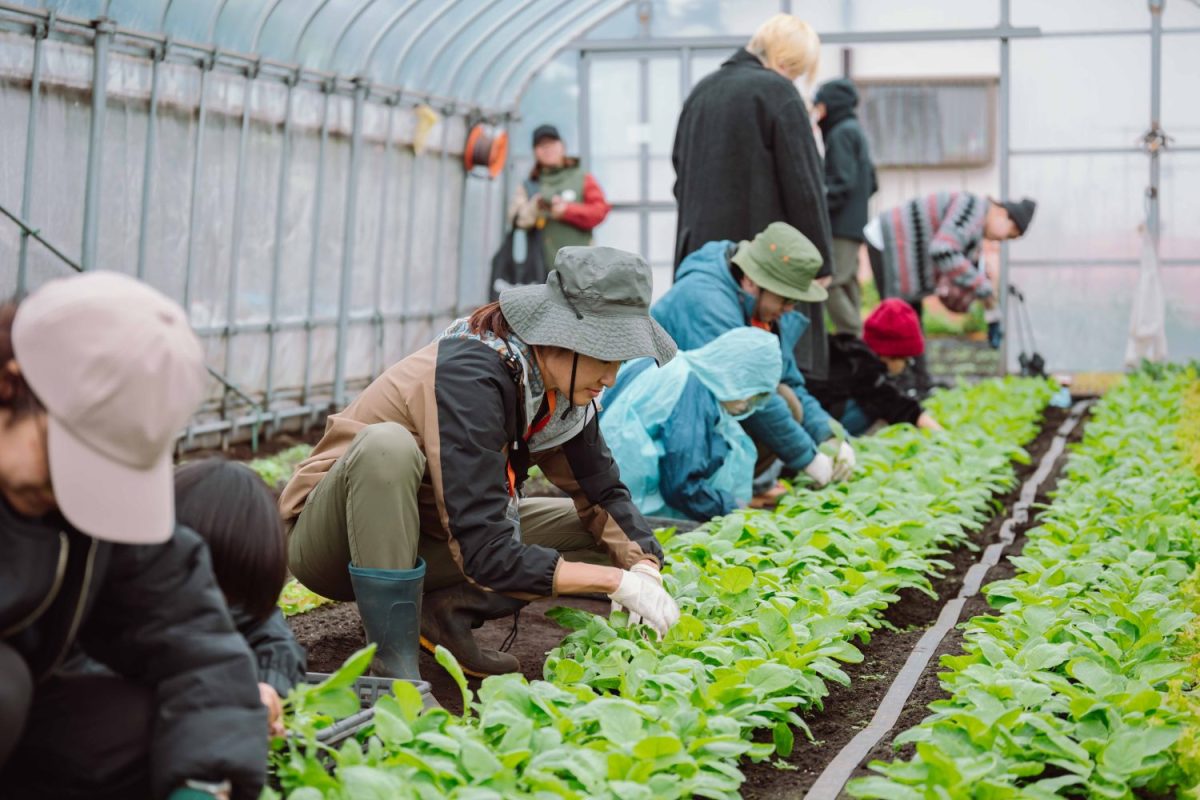 農地で収穫イベントをすることも。多くの子どもたちが集まった（撮影：丹下恵実）